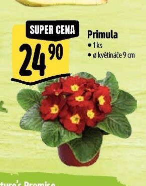 Primula