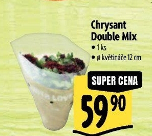 Chrysanthemum - Chryzantéma