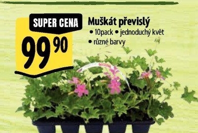 Muškáty / Pelargonie