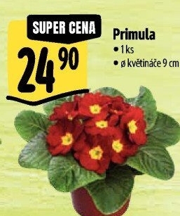 Primule - Petrklíč - Prvosenka