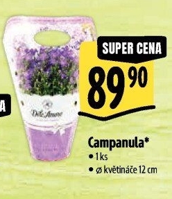 Campanula - Zvonek