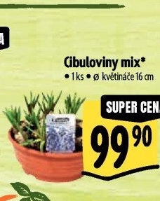 Cibulkové květiny