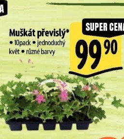 Muškáty / Pelargonie