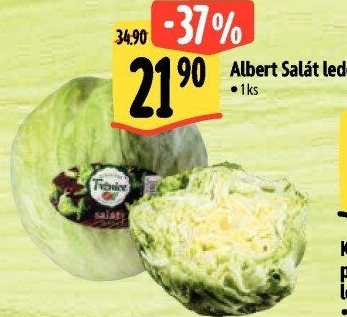 Salát ledový Albert