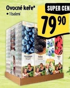 Sazenice ovocných keříků