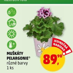 Muškáty / Pelargonie