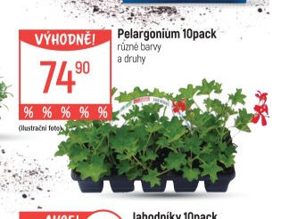 Pelargonium 10pack