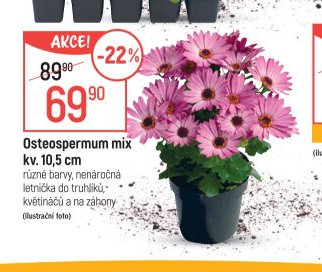 Osteospermum mix kv. 10,5 cm