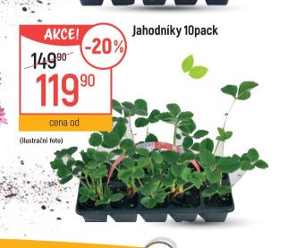 Jahodníky 10pack