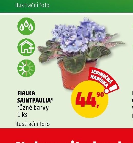 Fialka Saintpaulia