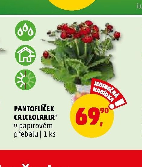 Pantoflíček Calceolaria