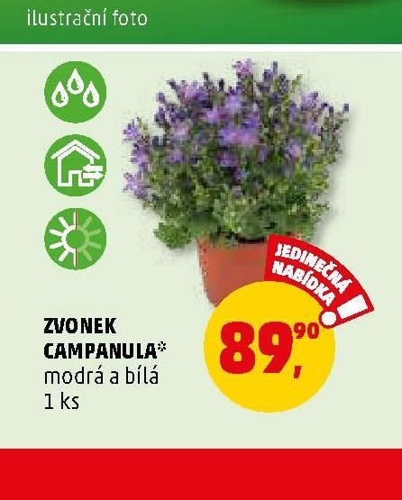 Zvonek Campanula