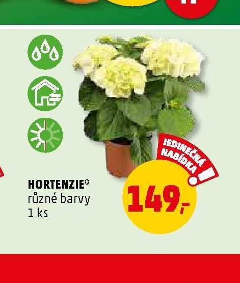 Hortenzie