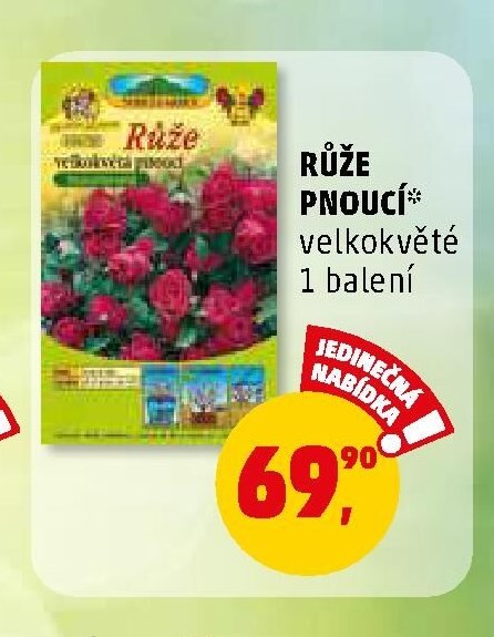 RŮŽE PNOUCÍ