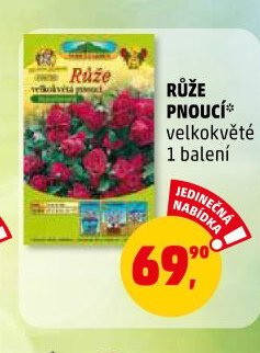 RŮŽE PNOUCÍ velkokvěté