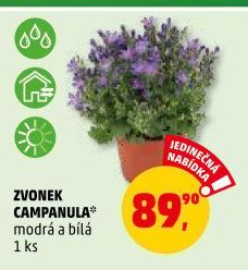 Campanula - Zvonek