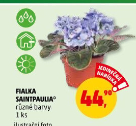 Fialka -Saintpaulia