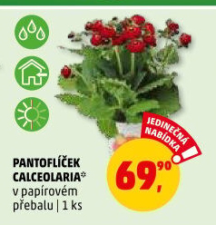 Pantoflíček - Calceolaria