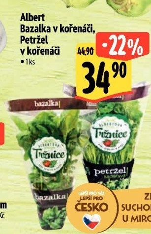 Bylinky v květináči Albert