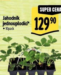 Jahodník - sazenice jahod