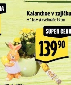 Kalanchoe - Kolopejka