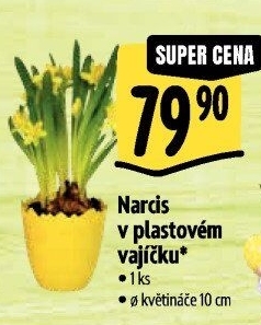 Narcisky