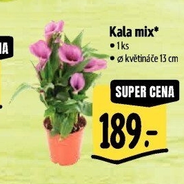 Kala - Calla