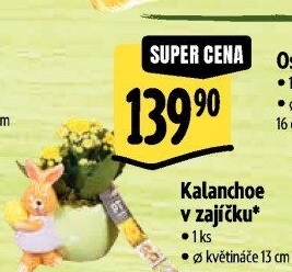 Kalanchoe - Kolopejka