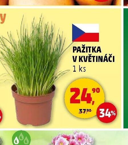 PAŽITKA V KVĚTINÁČI 1 ks