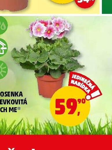PRVOSENKA NÁLEVKOVITÁ TOUCH ME 1 ks