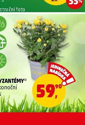 CHRYZANTÉMY ve velikonoční směs 1 ks