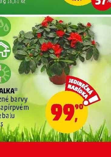 AZALKA různé barvy v papírvém přebalu 1 ks
