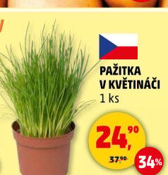 Bylinky v květináči