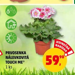 Primule - Petrklíč - Prvosenka