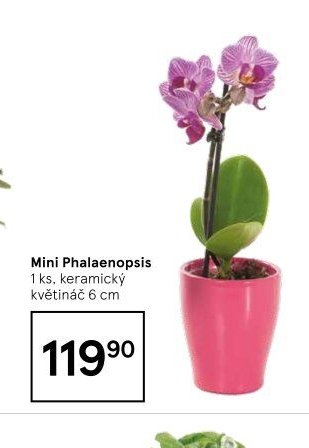 Mini Phalaenopsis