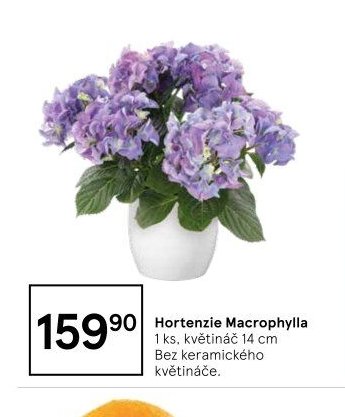 Hortenzie Macrophylla