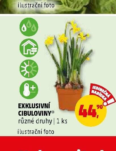 Exklusivní cibuloviny