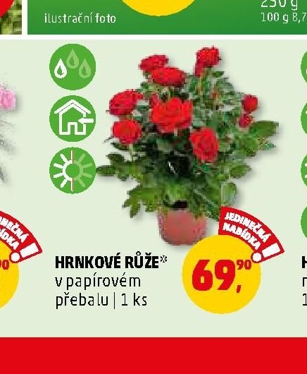 Hrnkové růže