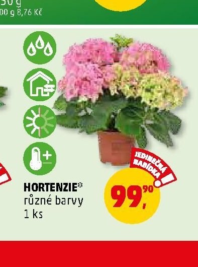 Hortenzie