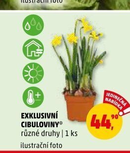 Exklusivní cibuloviny různé druhy 1 ks