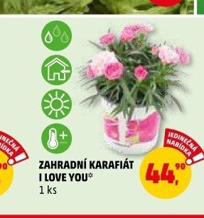 Zahradní karafiát I Love You 1 ks