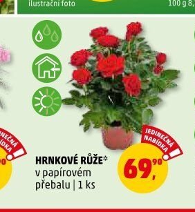 Hrnkové růže v papírovém přebalu 1 ks