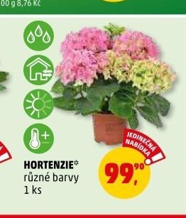 Hortenzie různé barvy 1 ks