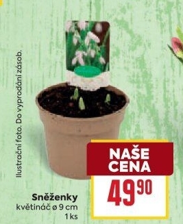 Sněženky