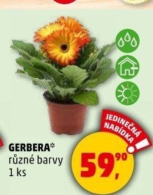 Gerbera