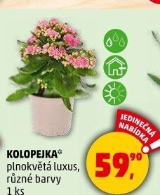 Kalanchoe - Kolopejka
