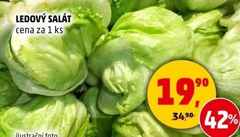 Salát ledový