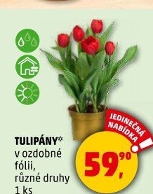 Tulipány