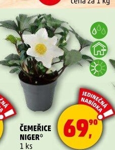 Čemeřice - Helleborus