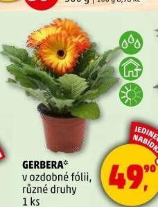 Gerbera